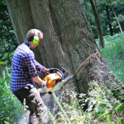 Taille d'arbustes pour une clôture végétale à Lalinde.
